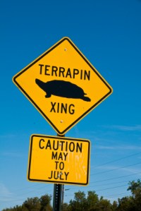 Terrapin Crossing
